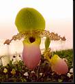 Paphiopedilum glaucophyllum * Omar Eduardo Rocha
 * Omar Eduardo Rocha
